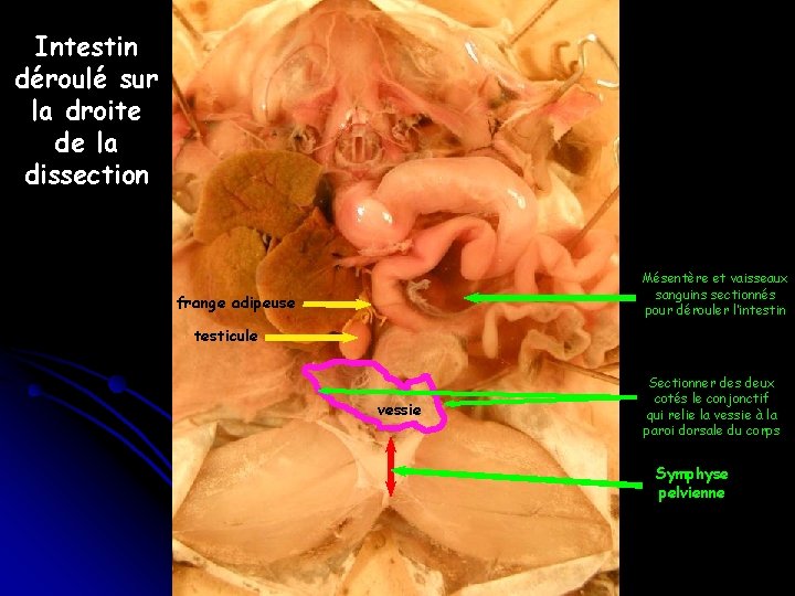 Intestin déroulé sur la droite de la dissection Mésentère et vaisseaux sanguins sectionnés pour