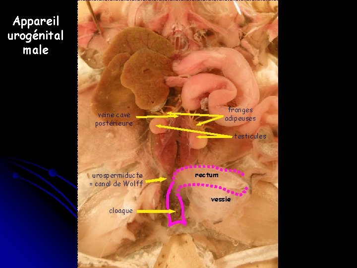 Appareil urogénital male franges adipeuses veine cave postérieure testicules urospermiducte = canal de Wolff