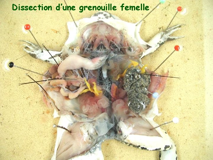 Dissection d’une grenouille femelle 