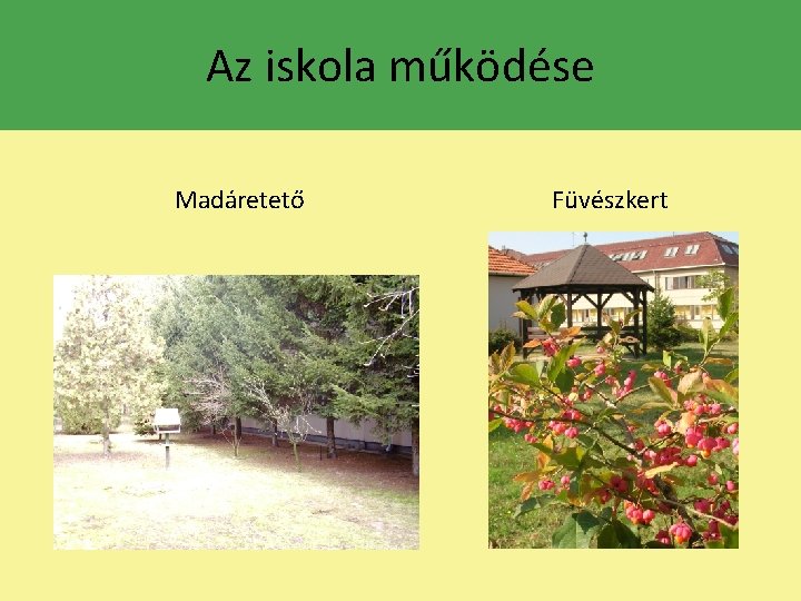 Az iskola működése Madáretető Füvészkert 