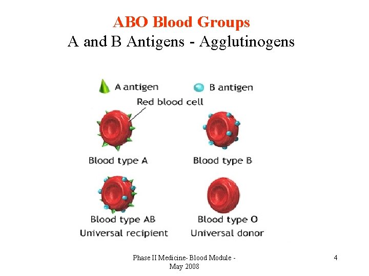 ABO Blood Groups A and B Antigens - Agglutinogens Phase II Medicine- Blood Module