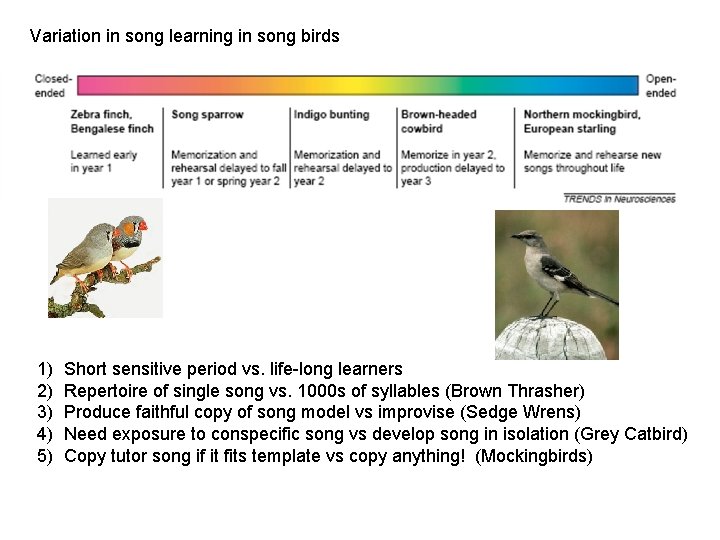 Variation in song learning in song birds 1) 2) 3) 4) 5) Short sensitive