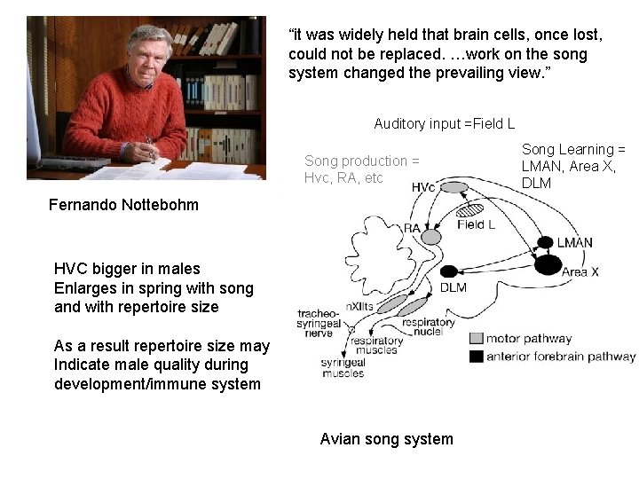 “it was widely held that brain cells, once lost, could not be replaced. …work