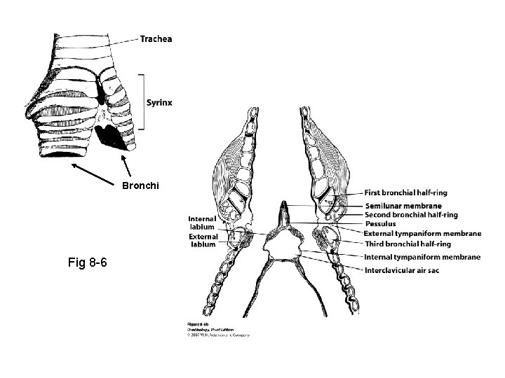 Bronchi Fig 8 -6 