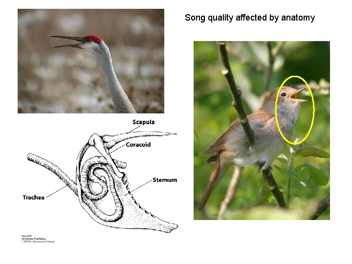 Song quality affected by anatomy 