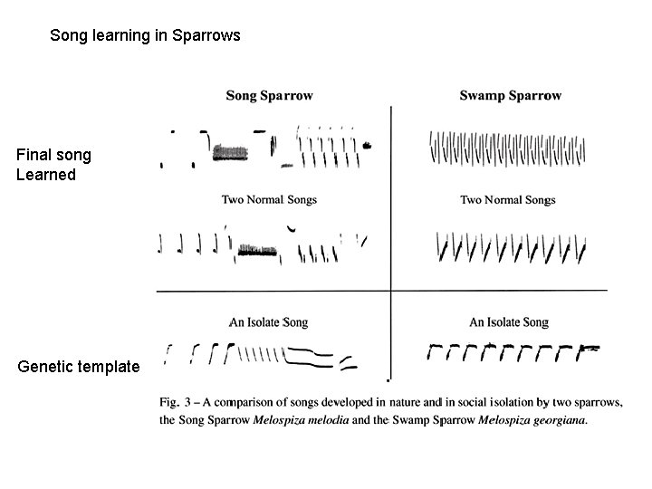 Song learning in Sparrows Final song Learned Genetic template 