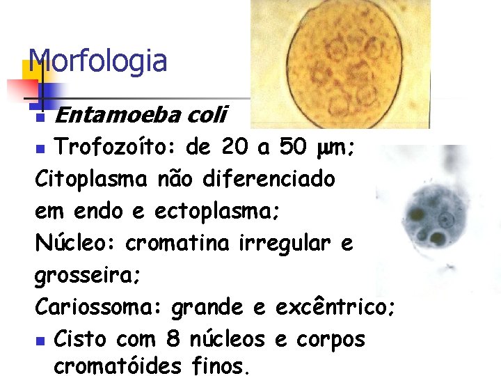 Morfologia n Entamoeba coli Trofozoíto: de 20 a 50 m; Citoplasma não diferenciado em