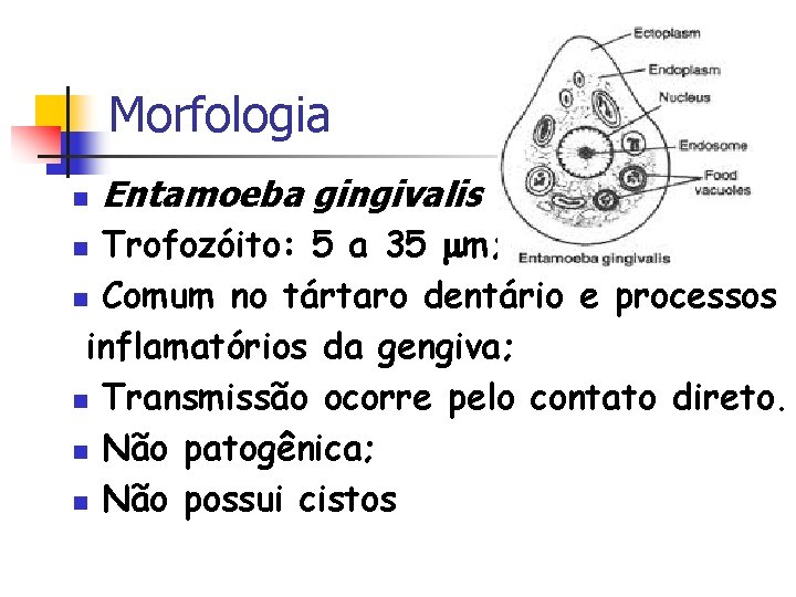 Morfologia n Entamoeba gingivalis Trofozóito: 5 a 35 m; n Comum no tártaro dentário