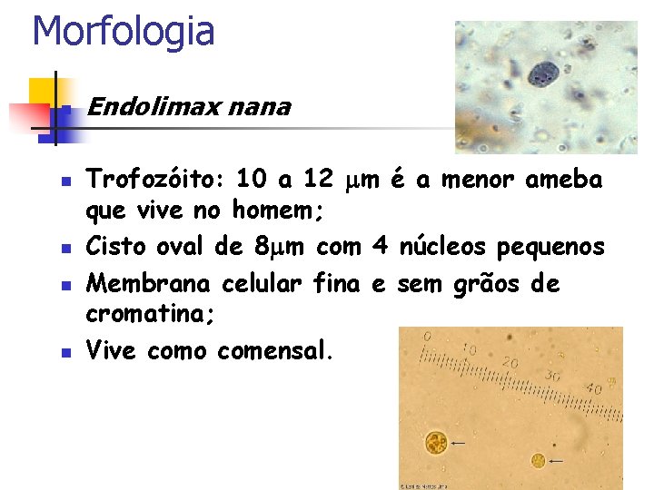 Morfologia n n n Endolimax nana Trofozóito: 10 a 12 m é a menor