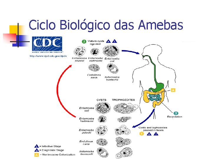 Ciclo Biológico das Amebas 