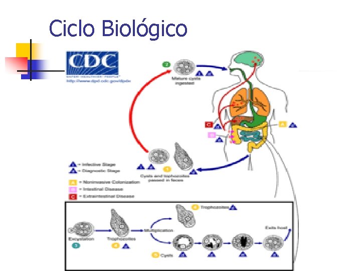 Ciclo Biológico 