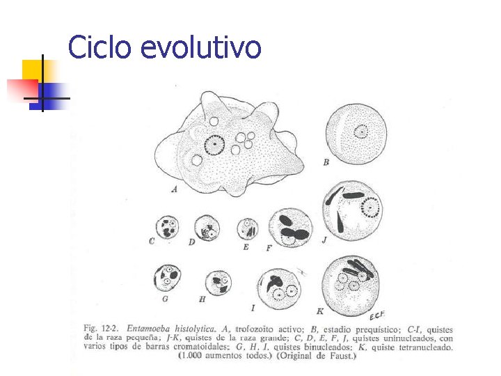 Ciclo evolutivo 