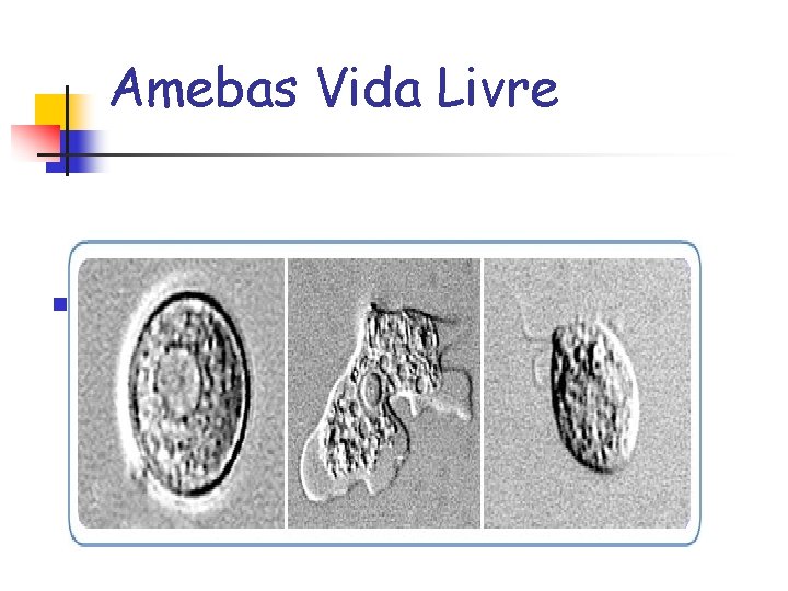 Amebas Vida Livre n Naegleriab 