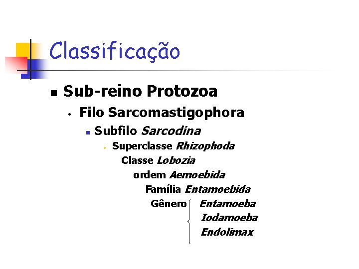Classificação n Sub-reino Protozoa • Filo Sarcomastigophora n Subfilo Sarcodina • Superclasse Rhizophoda Classe