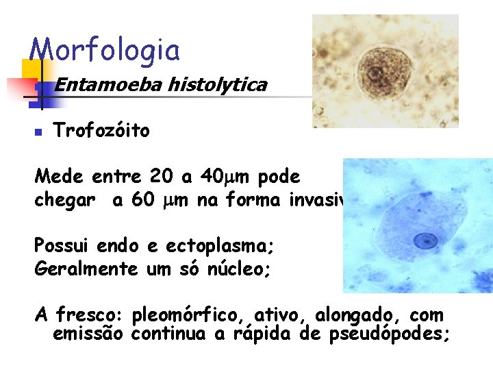 Morfologia n Entamoeba histolytica n Trofozóito Mede entre 20 a 40 m pode chegar