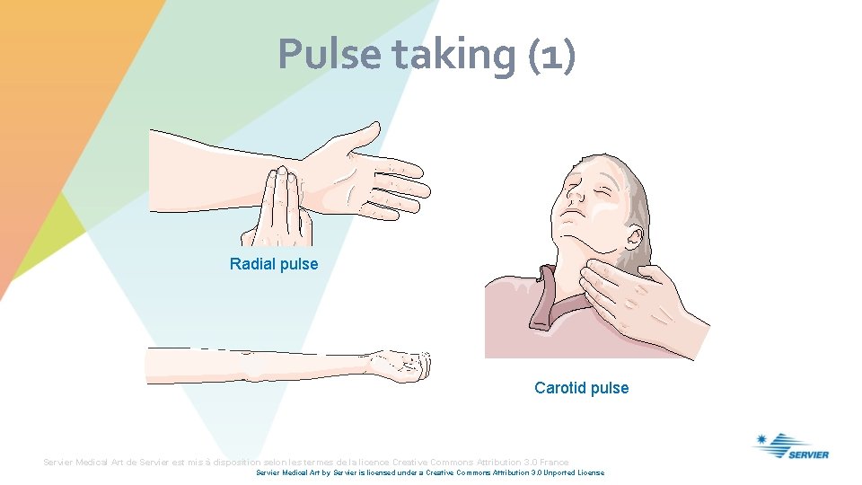 Pulse taking (1) Radial pulse Carotid pulse Servier Medical Art de Servier est mis