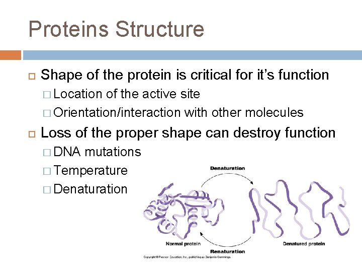 Proteins Structure Shape of the protein is critical for it’s function � Location of