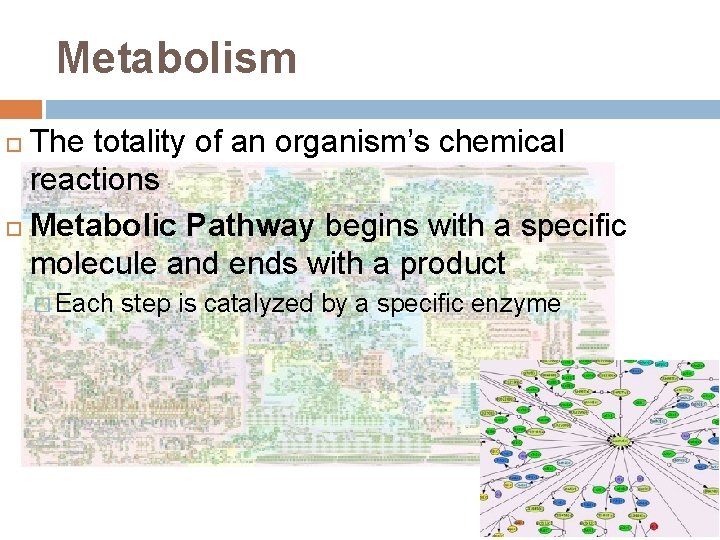 Metabolism The totality of an organism’s chemical reactions Metabolic Pathway begins with a specific