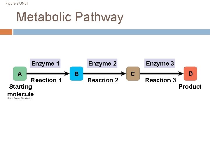 Figure 8. UN 01 Metabolic Pathway Enzyme 2 Enzyme 1 A Reaction 1 Starting