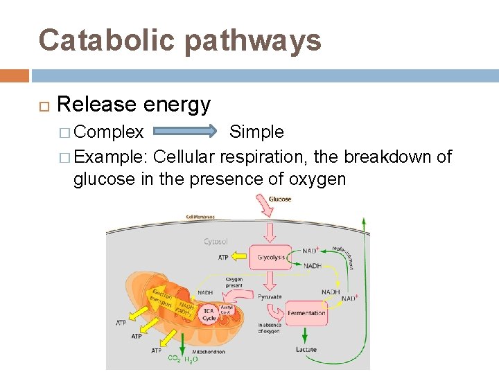 Catabolic pathways Release energy � Complex Simple � Example: Cellular respiration, the breakdown of