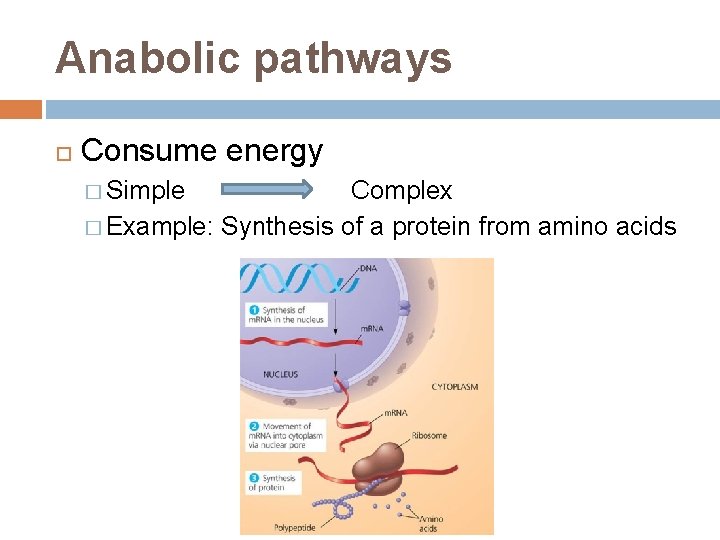 Anabolic pathways Consume energy � Simple Complex � Example: Synthesis of a protein from