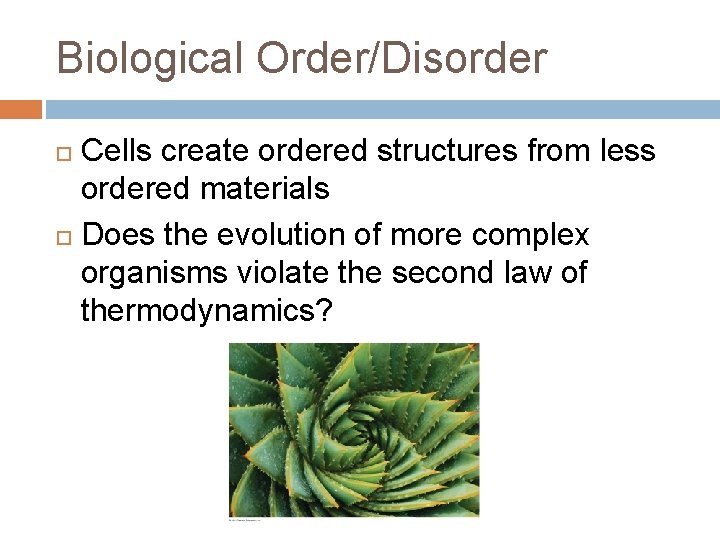 Biological Order/Disorder Cells create ordered structures from less ordered materials Does the evolution of