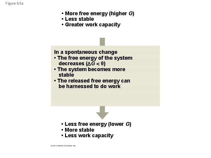 Figure 8. 5 a • More free energy (higher G) • Less stable •