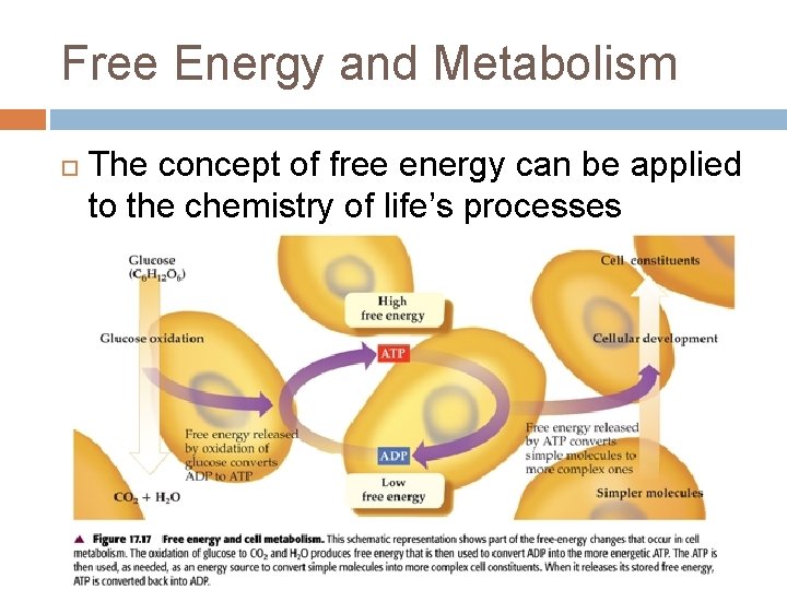 Free Energy and Metabolism The concept of free energy can be applied to the