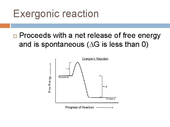 Exergonic reaction Proceeds with a net release of free energy and is spontaneous (