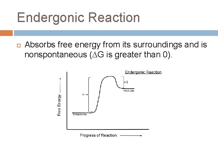 Endergonic Reaction Absorbs free energy from its surroundings and is nonspontaneous ( G is