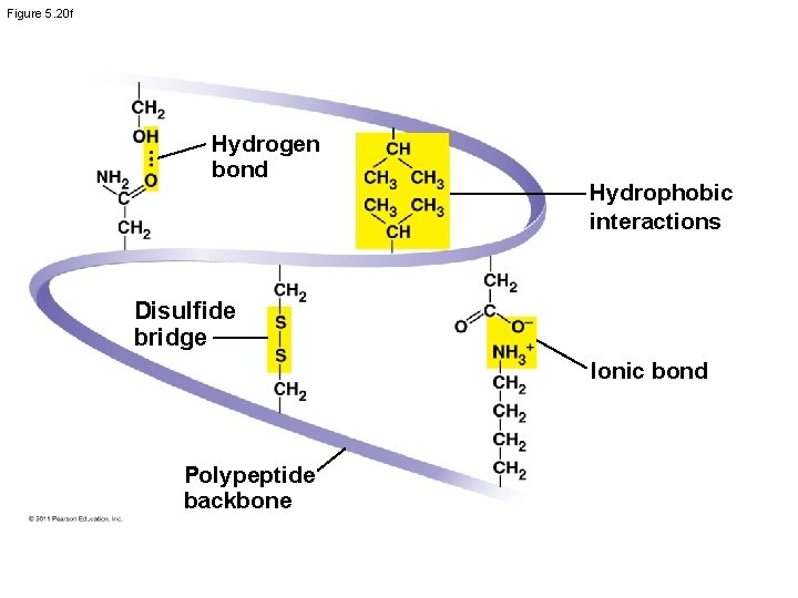 Figure 5. 20 f Hydrogen bond Hydrophobic interactions Disulfide bridge Ionic bond Polypeptide backbone