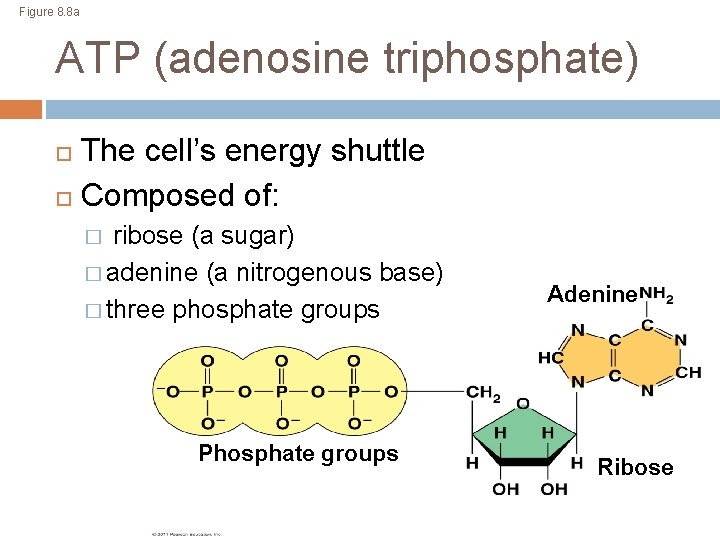 Figure 8. 8 a ATP (adenosine triphosphate) The cell’s energy shuttle Composed of: ribose