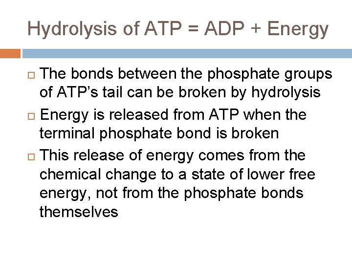 Hydrolysis of ATP = ADP + Energy The bonds between the phosphate groups of