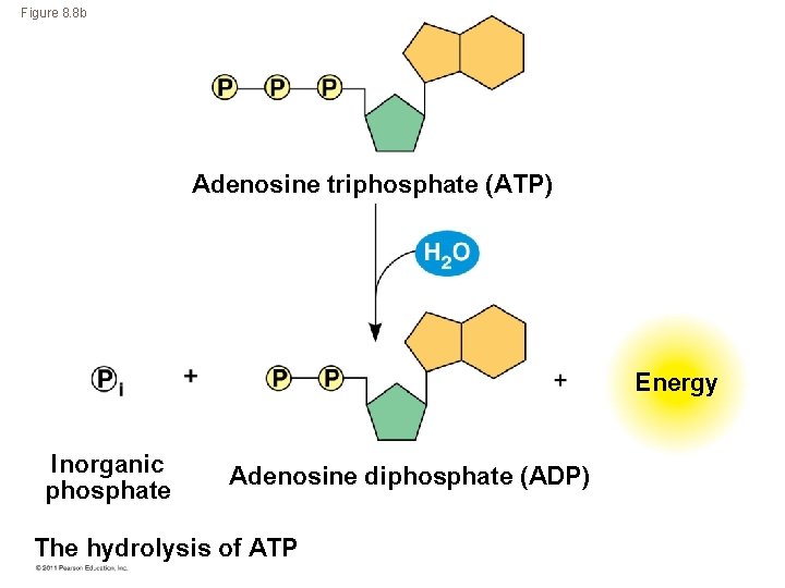 Figure 8. 8 b Adenosine triphosphate (ATP) Energy Inorganic phosphate Adenosine diphosphate (ADP) The
