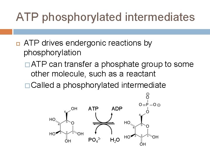 ATP phosphorylated intermediates ATP drives endergonic reactions by phosphorylation � ATP can transfer a