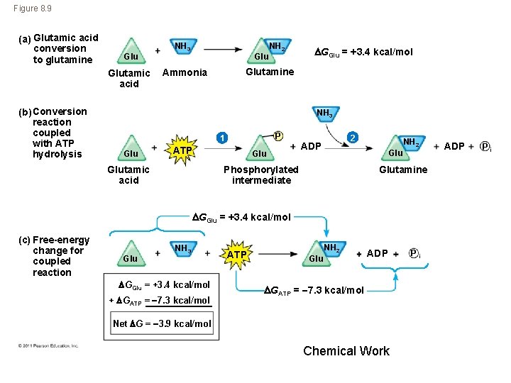 Figure 8. 9 (a) Glutamic acid conversion to glutamine Glutamic acid (b) Conversion reaction