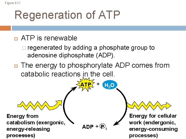 Figure 8. 11 Regeneration of ATP is renewable � regenerated by adding a phosphate