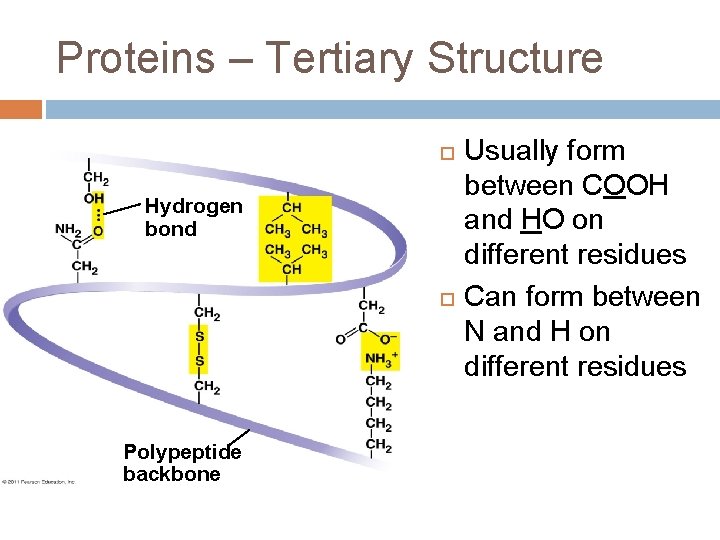 Proteins – Tertiary Structure Hydrogen bond Polypeptide backbone Usually form between COOH and HO