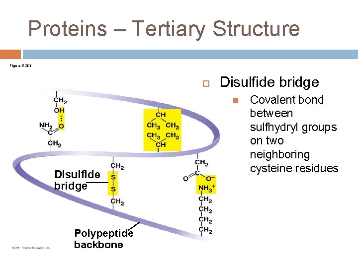Proteins – Tertiary Structure Figure 5. 20 f Disulfide bridge Polypeptide backbone Covalent bond