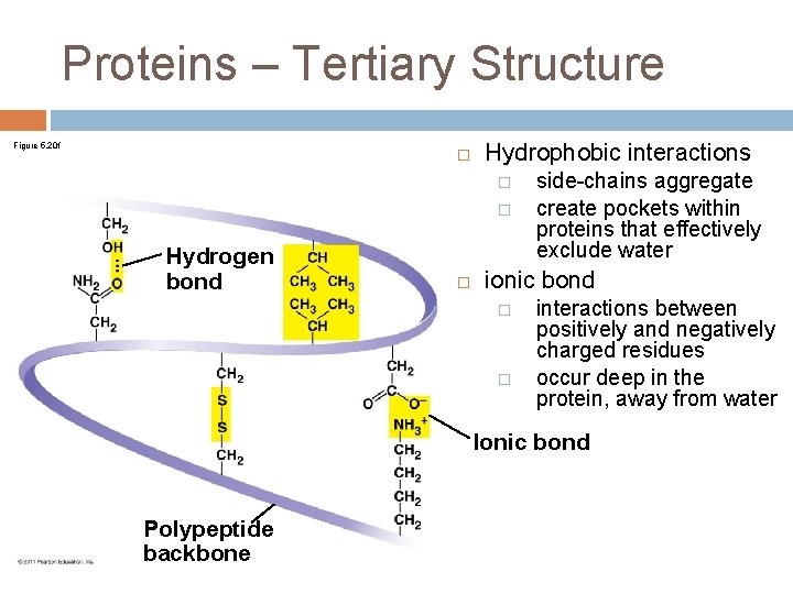 Proteins – Tertiary Structure Figure 5. 20 f Hydrophobic interactions � � Hydrogen bond
