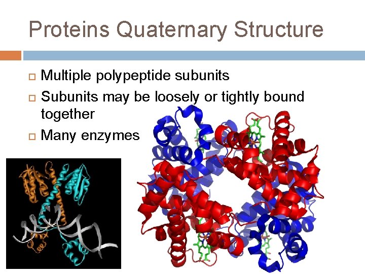 Proteins Quaternary Structure Multiple polypeptide subunits Subunits may be loosely or tightly bound together