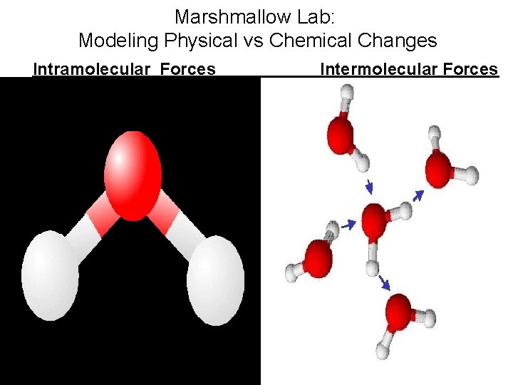 Marshmallow Lab: Modeling Physical vs Chemical Changes Intramolecular Forces. Intermolecular Forces 