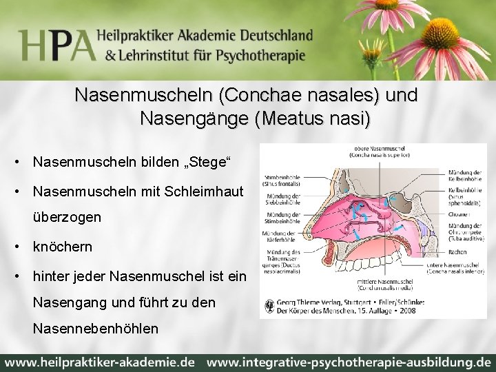 Nasenmuscheln (Conchae nasales) und Nasengänge (Meatus nasi) • Nasenmuscheln bilden „Stege“ • Nasenmuscheln mit