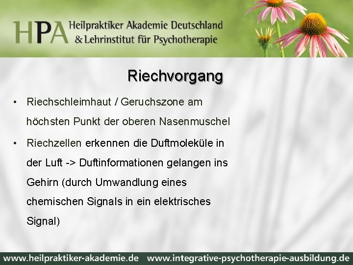 Riechvorgang • Riechschleimhaut / Geruchszone am höchsten Punkt der oberen Nasenmuschel • Riechzellen erkennen