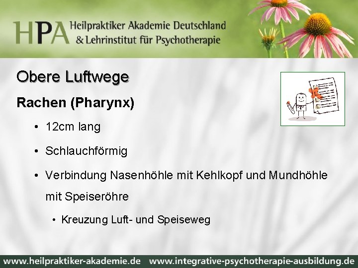 Obere Luftwege Rachen (Pharynx) • 12 cm lang • Schlauchförmig • Verbindung Nasenhöhle mit