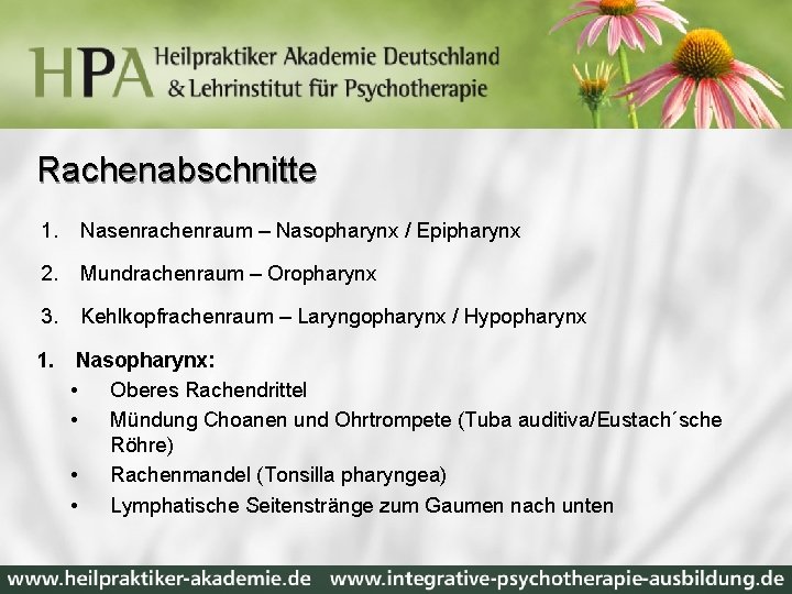 Rachenabschnitte 1. Nasenrachenraum – Nasopharynx / Epipharynx 2. Mundrachenraum – Oropharynx 3. Kehlkopfrachenraum –