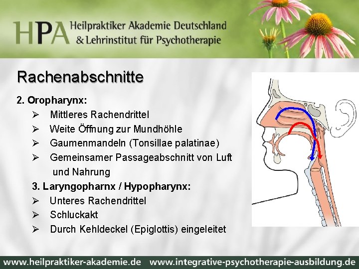 Rachenabschnitte 2. Oropharynx: Ø Mittleres Rachendrittel Ø Weite Öffnung zur Mundhöhle Ø Gaumenmandeln (Tonsillae