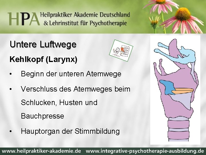 Untere Luftwege Kehlkopf (Larynx) • Beginn der unteren Atemwege • Verschluss des Atemweges beim