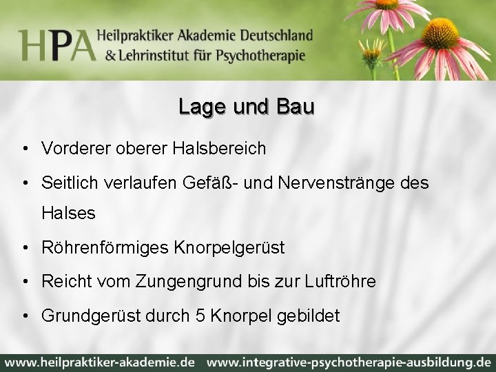 Lage und Bau • Vorderer oberer Halsbereich • Seitlich verlaufen Gefäß- und Nervenstränge des