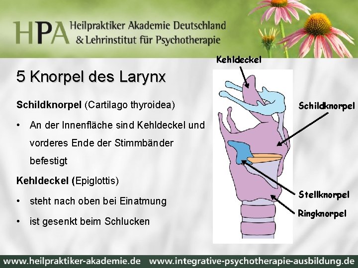 Kehldeckel 5 Knorpel des Larynx Schildknorpel (Cartilago thyroidea) Schildknorpel • An der Innenfläche sind